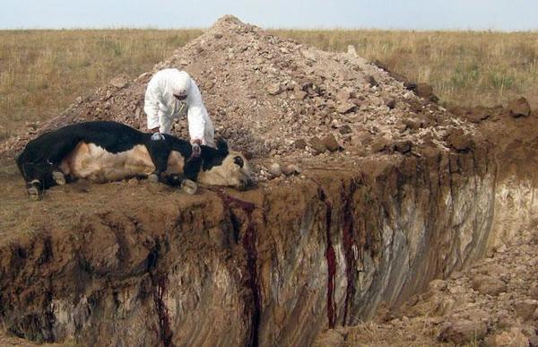Шүлхий өвчний шинж тэмдэг 922 малд илэрчээ