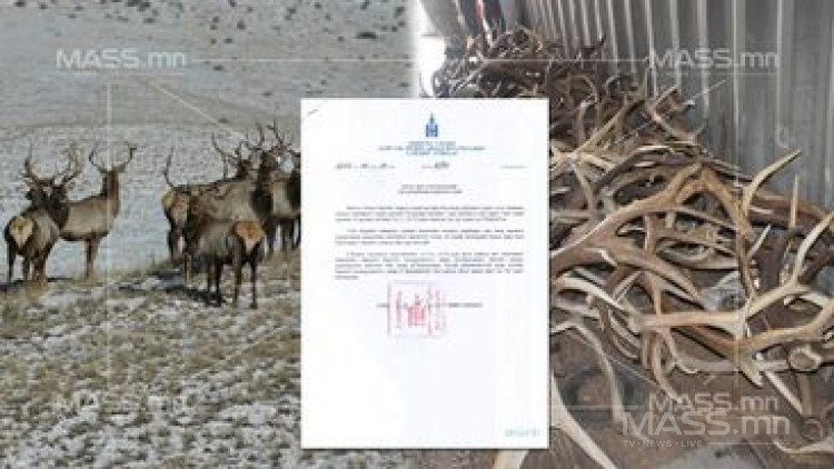 БОАЖ-ын сайдын тушаалаар Бугын эвэр түүж бэлтгэхийг хоригложээ