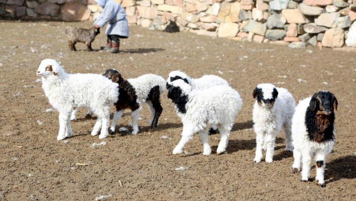 Улсын хэмжээнд 4.2 сая мал төллөж, бойжилт 98.9 хувьтай байна