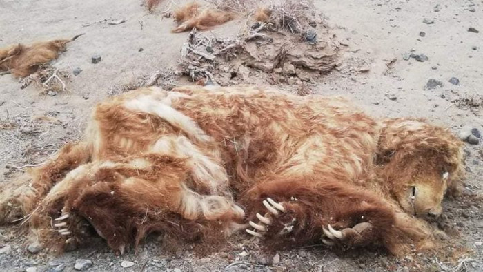 Улаан номонд орсон 51 мазаалайн нэг нь үхжээ